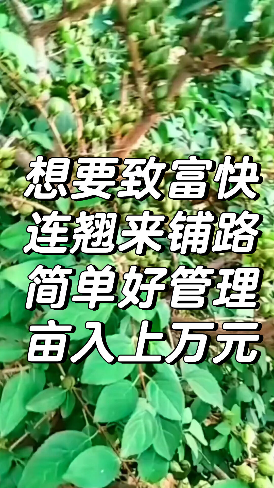 想要致富快,連翹來鋪路,簡單好管理畝入上萬