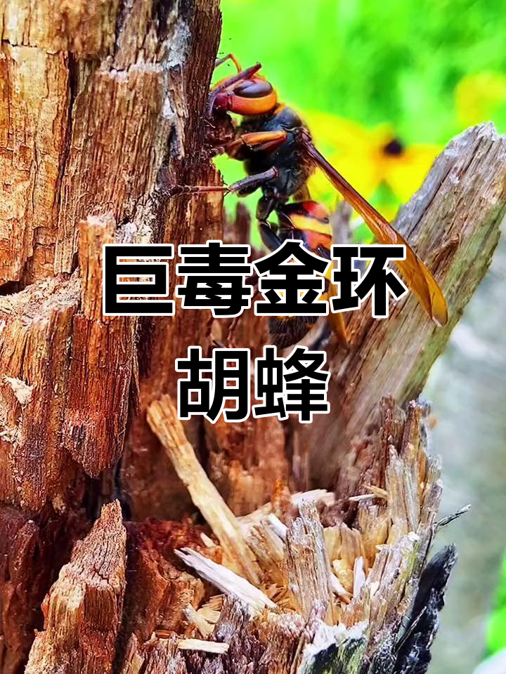 金环胡蜂,体型巨大却腰细如丝,毒性惊人