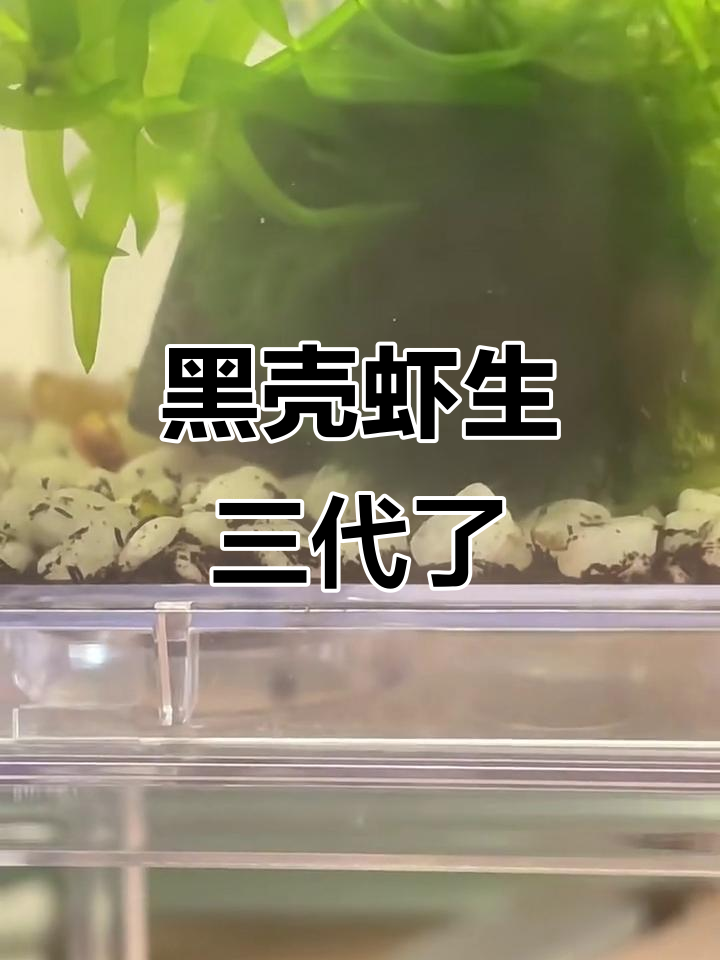 黑壳虾成功繁衍第三代,萌态十足!