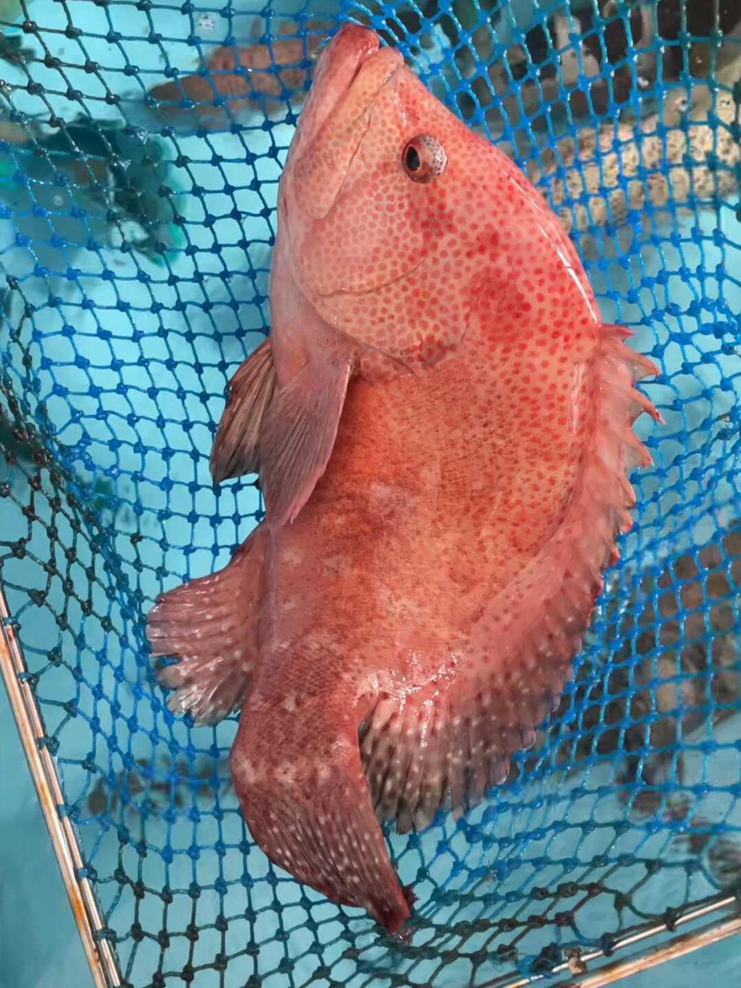 西沙群岛顶级石斑鱼