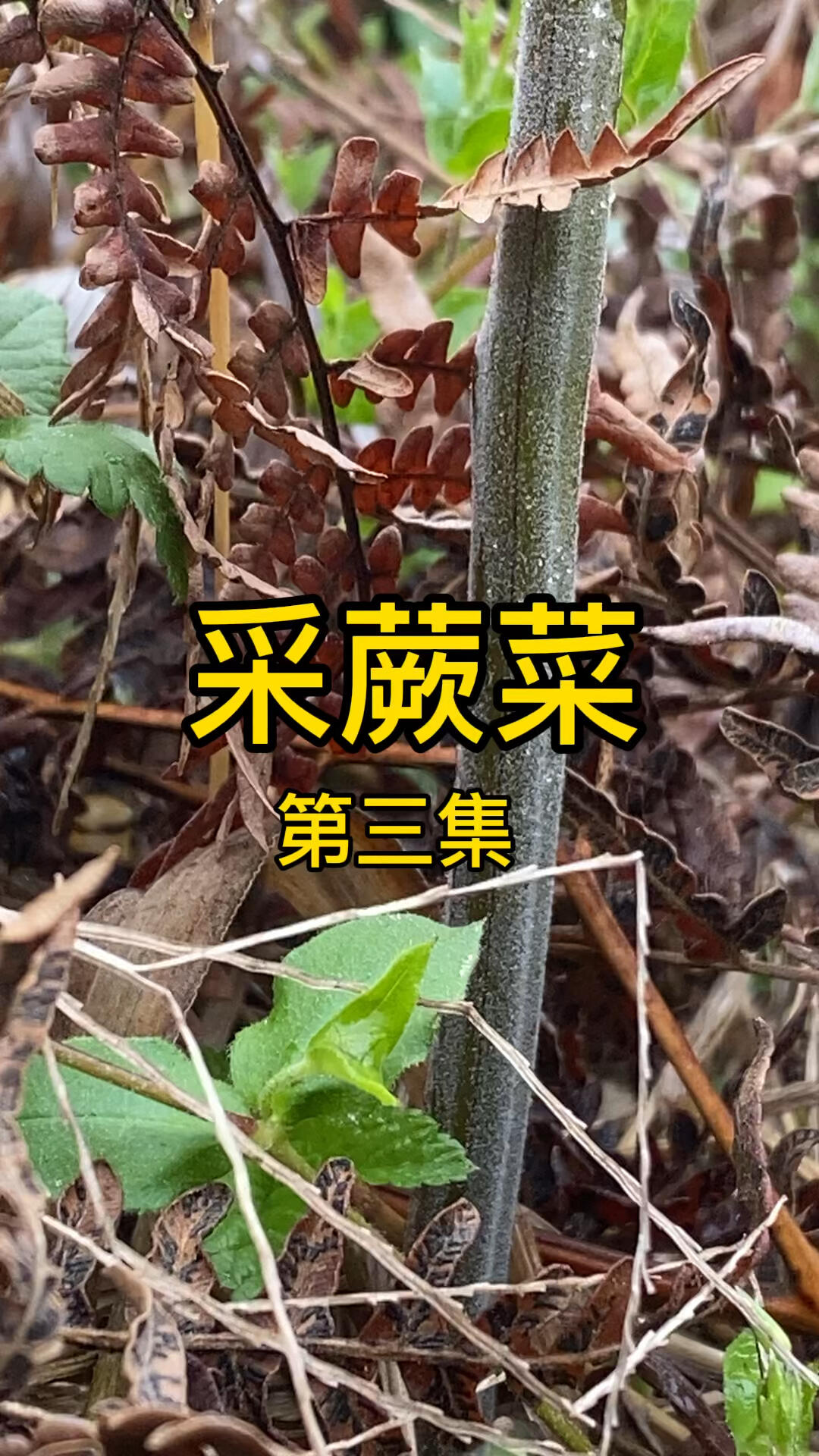 鲜蕨菜吃法图片