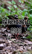 红喉山鹧鸪：美丽而神秘的鸟类