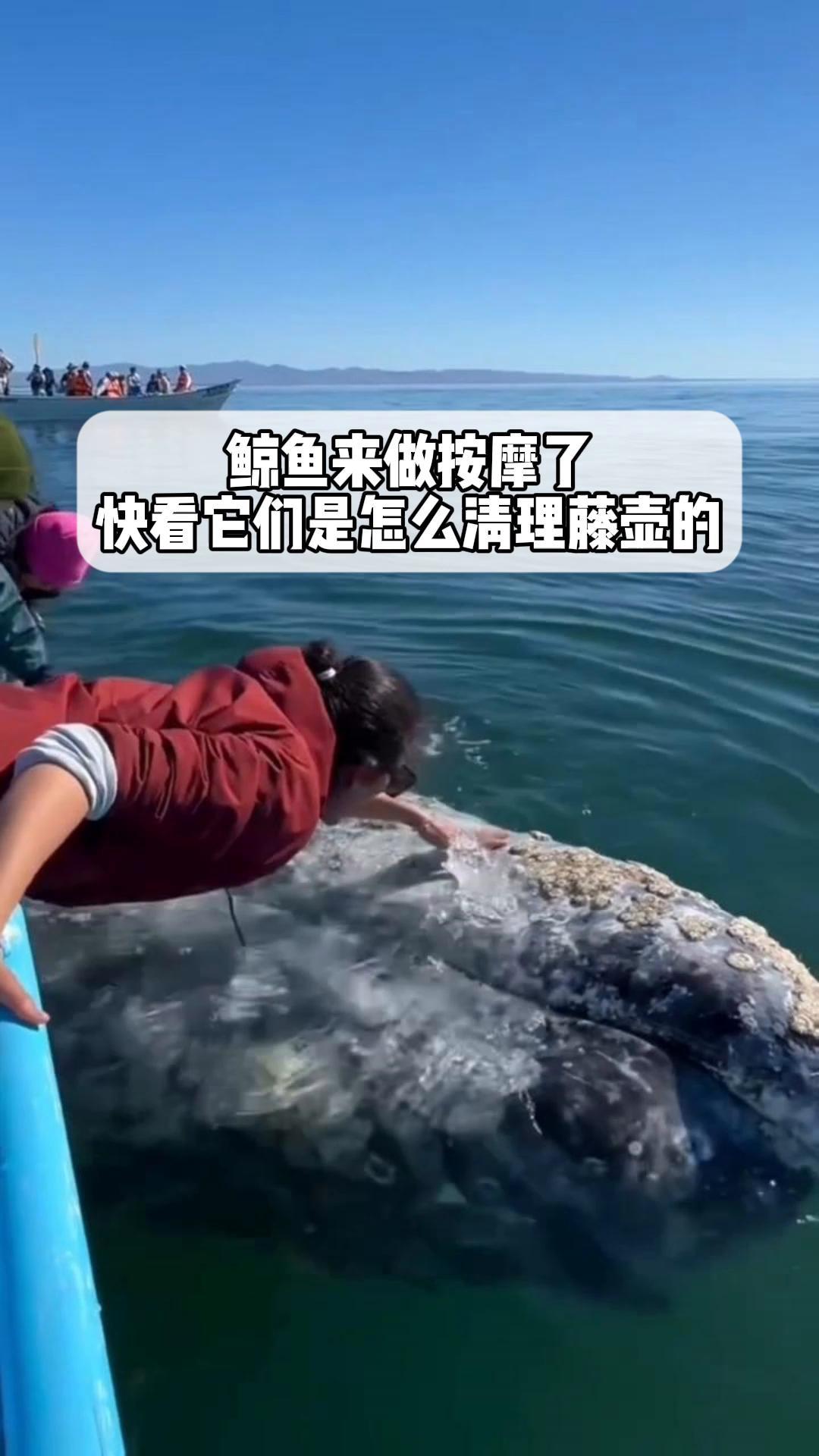 鲸鱼来做按摩了,快看它们是怎么清理藤壶的
