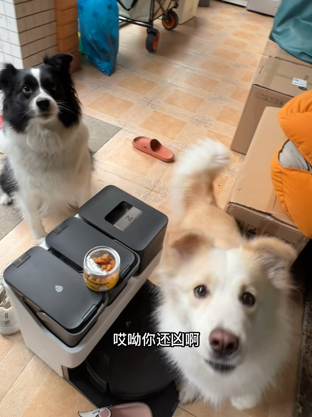 可乐只要我接不住就一只有的吃 边牧陈贝拉