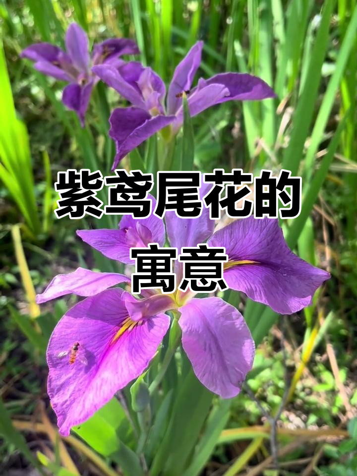 紫色鸢尾花:爱与智慧的永恒象征