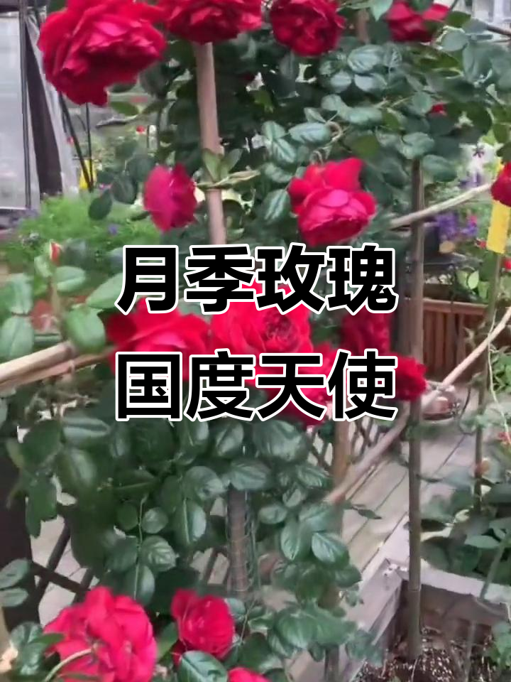 玫瑰国度天使月季:两万品种大揭秘,你的最爱是哪款?