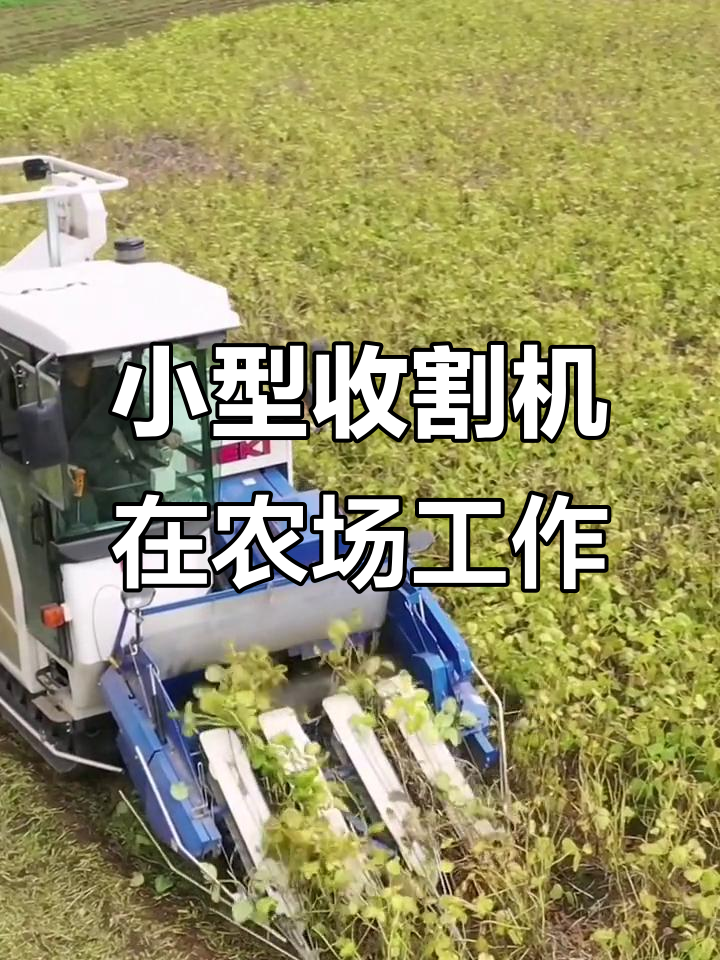 北海道农场的小型豆类收割机,忙碌的身影让人心动