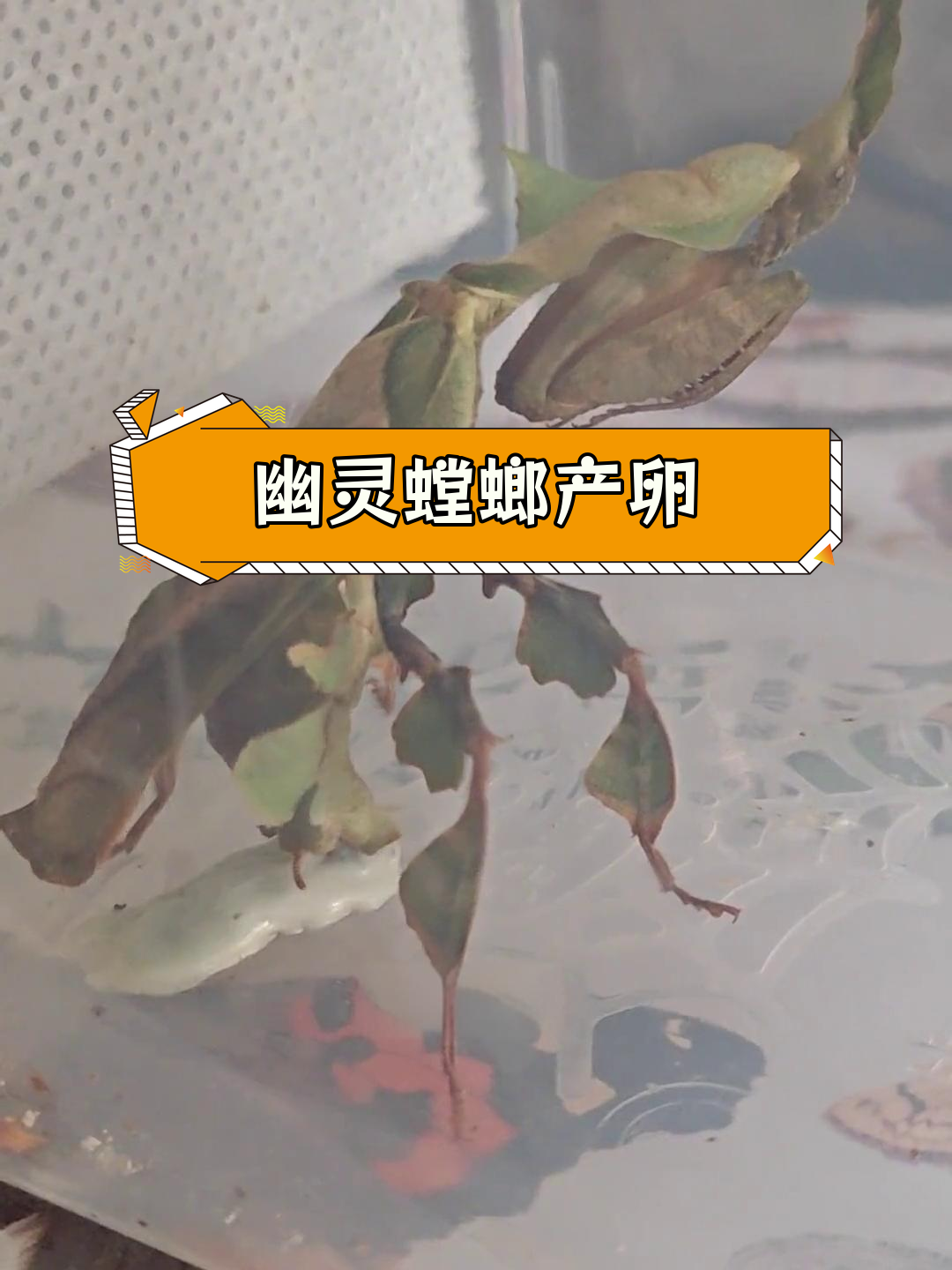 幽灵螳螂产卵全过程揭秘