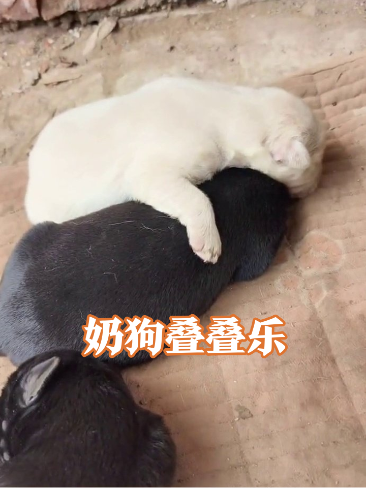 黑煤球小狗集体摆烂,狗妈:这窝娃咋全黑的?