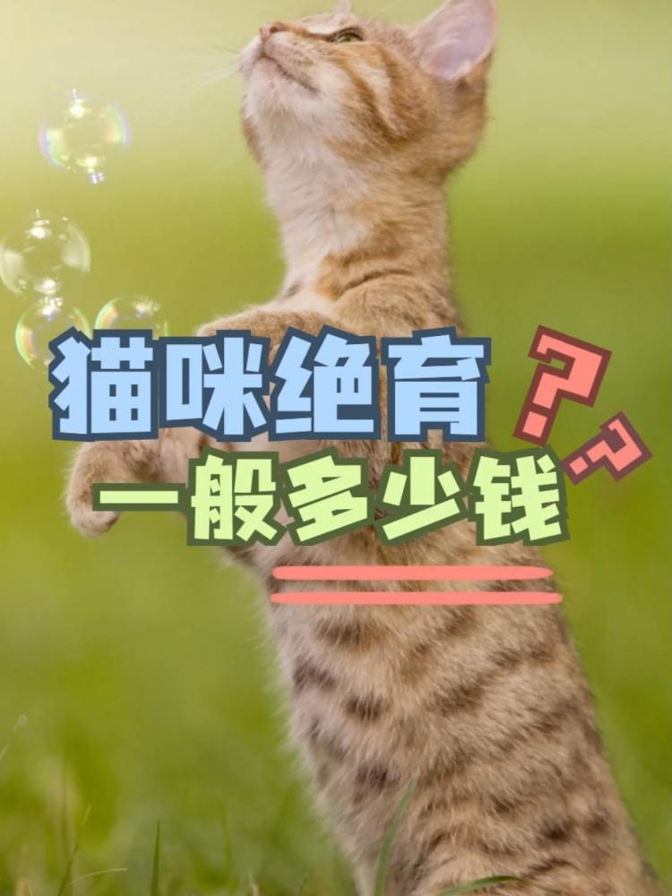 猫咪绝育费用需要多少钱?你知道吗?