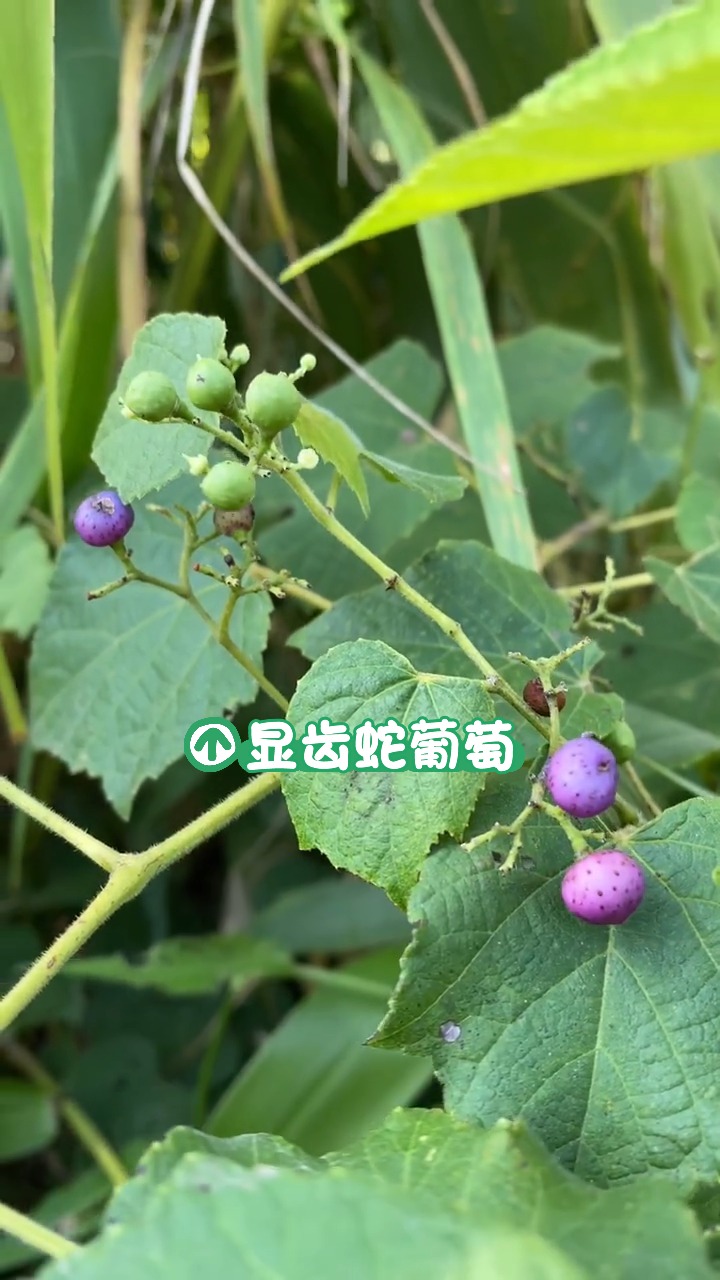 显齿蛇葡萄,你的家乡有吗?