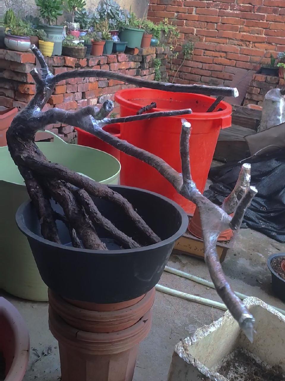 水库偶遇精品邻水山木香老桩,嫁接月季盆景绝配 爱生活爱养花 花卉