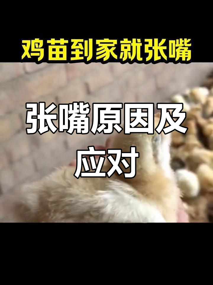 鸡苗张嘴现象分析