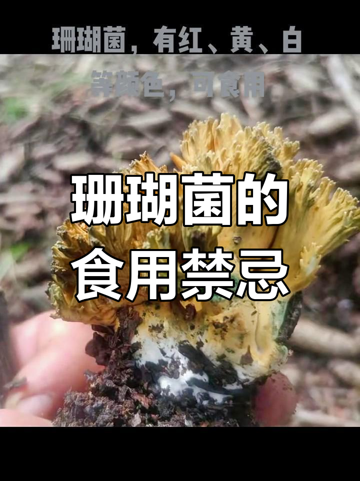 珊瑚菌富含氨基酸,口感独特,但过敏者需谨慎食用