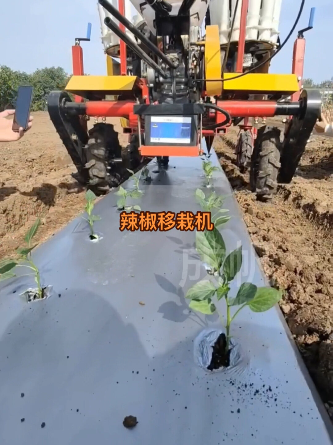 自走式两行辣椒移栽机