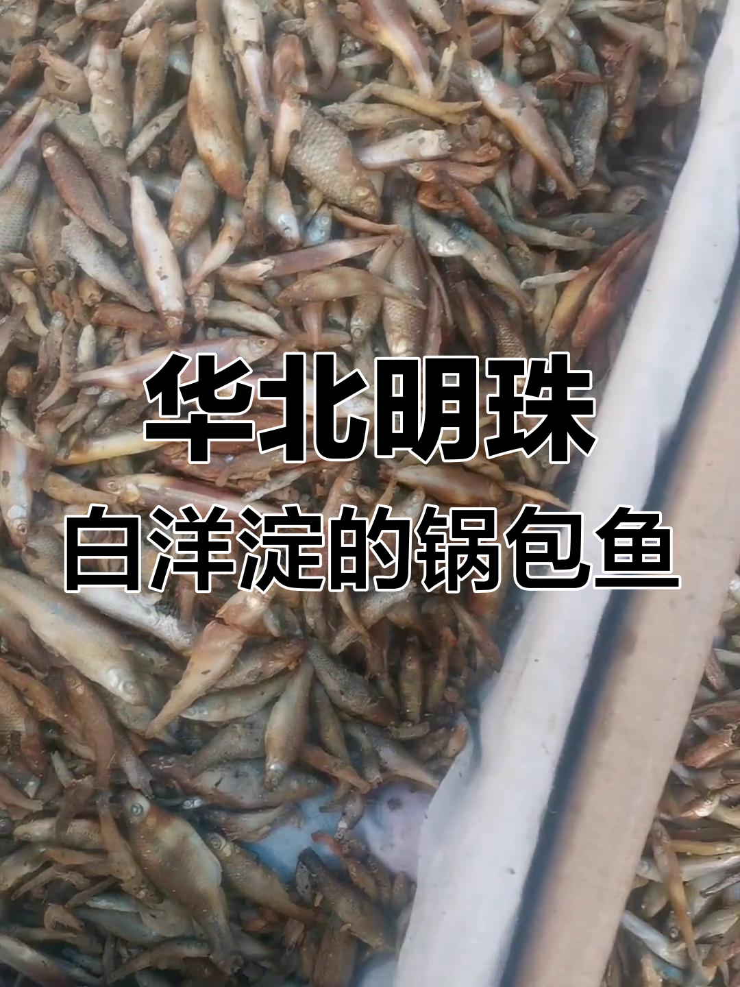 白洋淀特产锅包鱼,童年味道再现