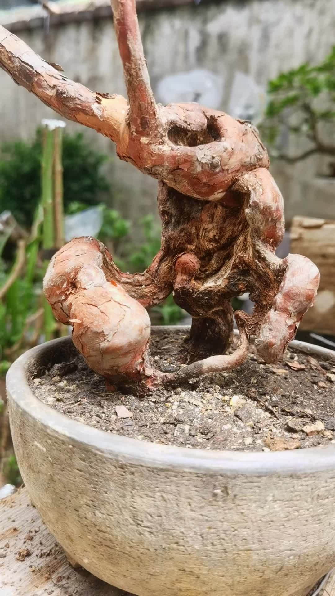 花卉绿植 盆景 山木香