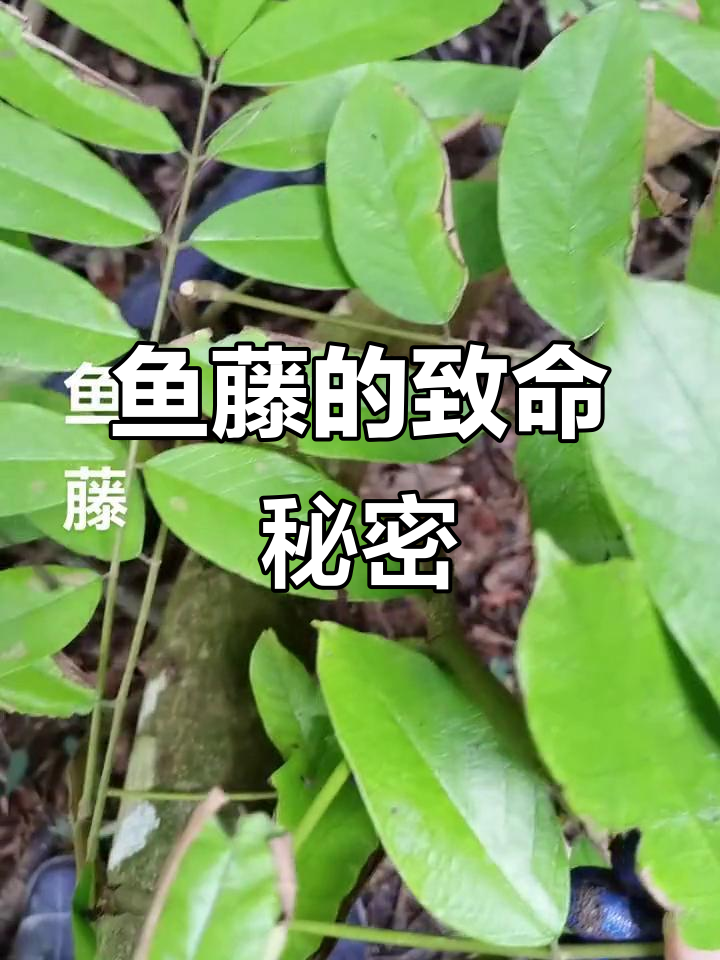 鱼藤:儿时抓鱼的秘密武器,竟是它的根部!