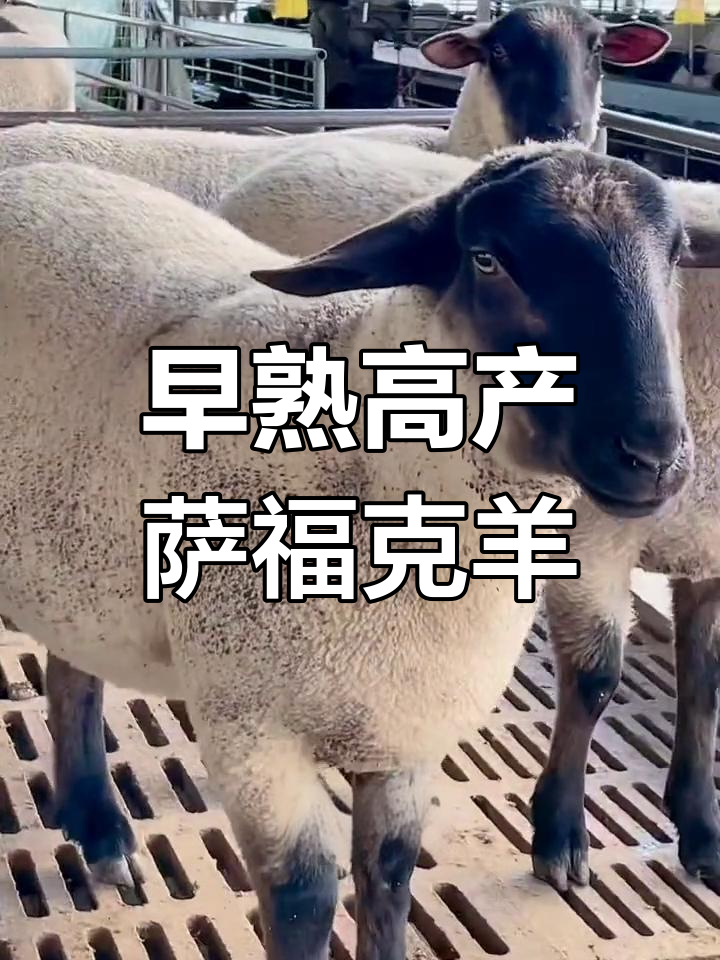 萨福克羊:英国引进的优质品种