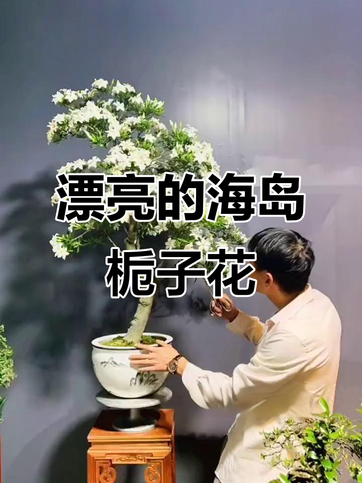海岛柳叶栀子花,美丽得让人无法抗拒