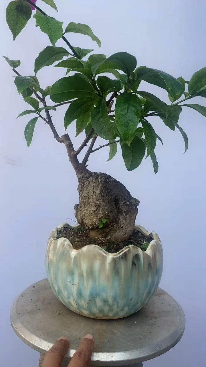 精品三角梅坨坨老桩