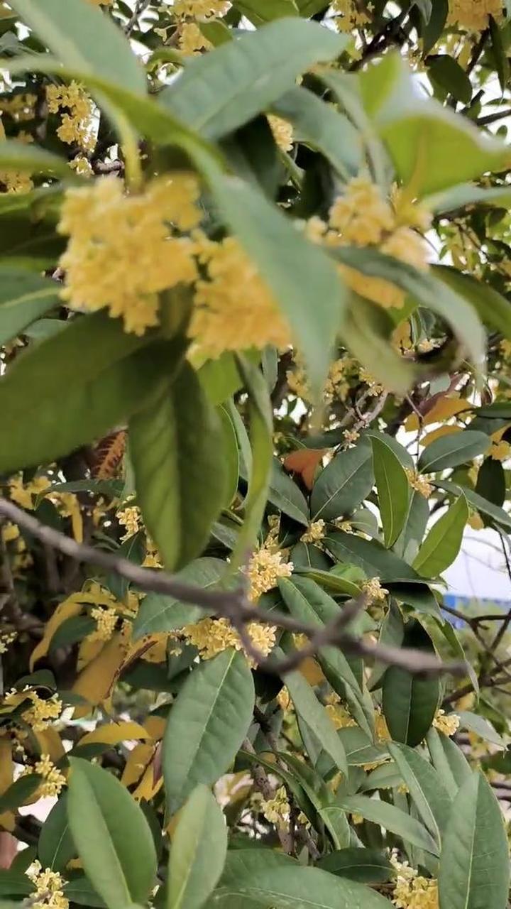金秋桂花香,提前祝大家中秋节快乐