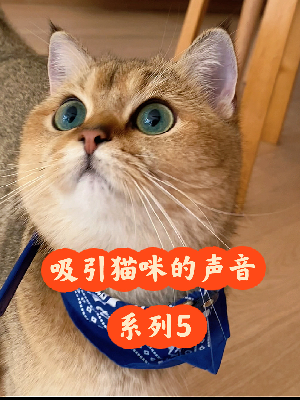 吸引猫咪黏人的猫叫声音9799%猫喜欢-度小视