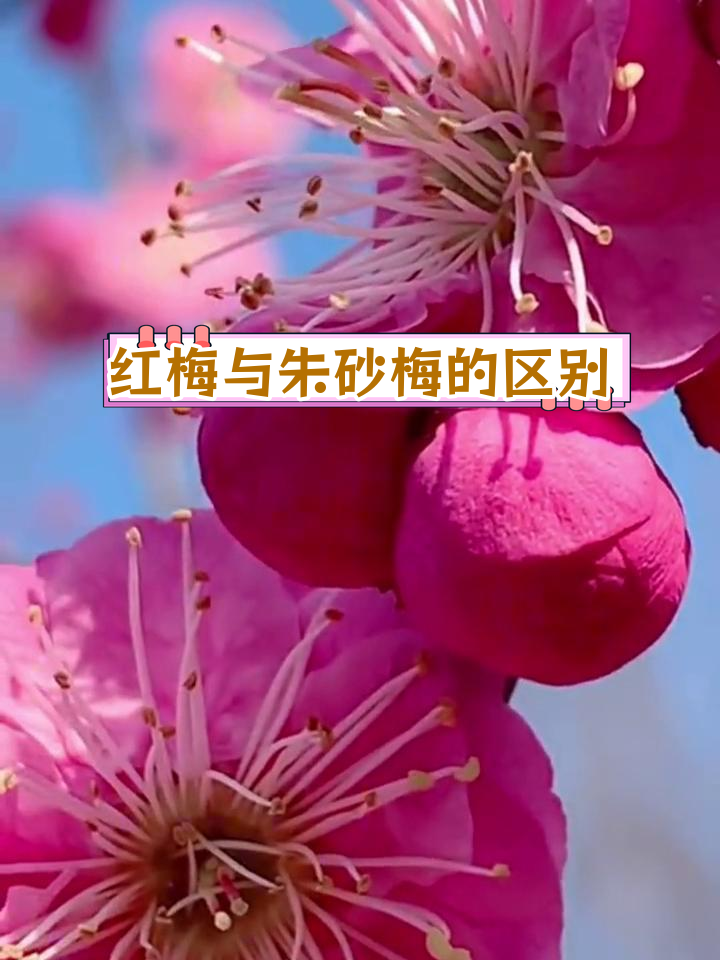 骨里红梅花与朱砂梅花的区别解析