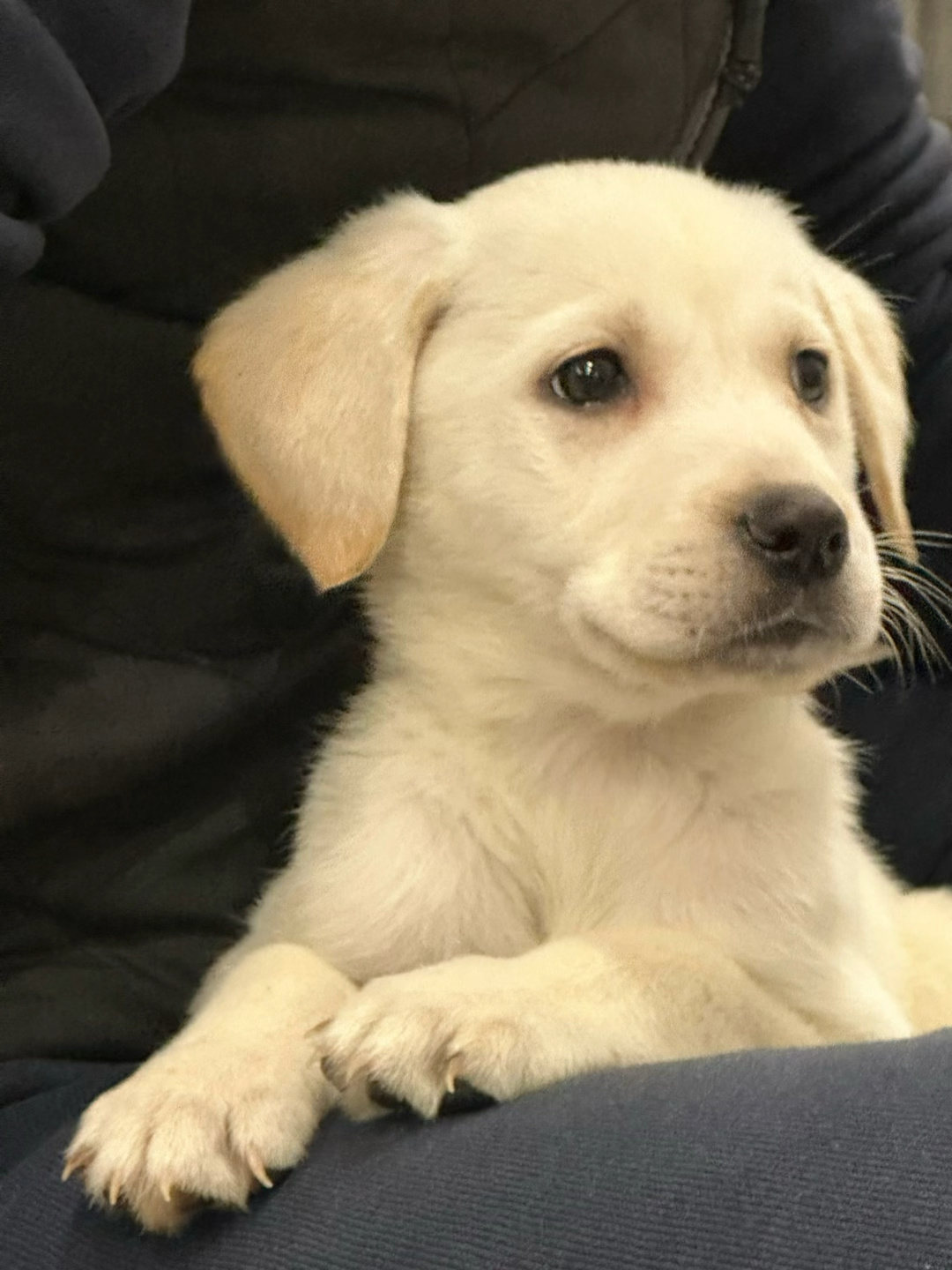 家庭新成员 金毛犬和拉布拉多的串串