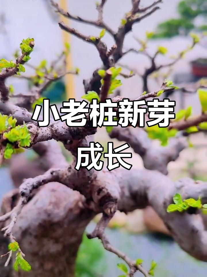 榆树小老桩新芽萌发,生命力旺盛