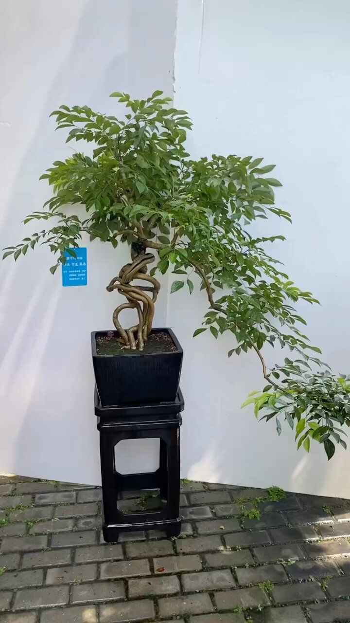 正宗海南黄花梨盆景