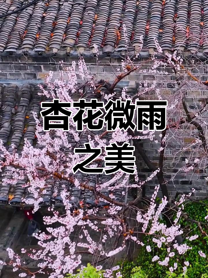 杏花雨中,江南春色如画,愚园窗前美景令人陶醉