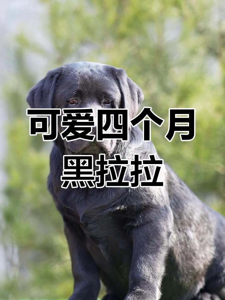 四个月黑色拉布拉多,帅气小贝孩子萌态十足