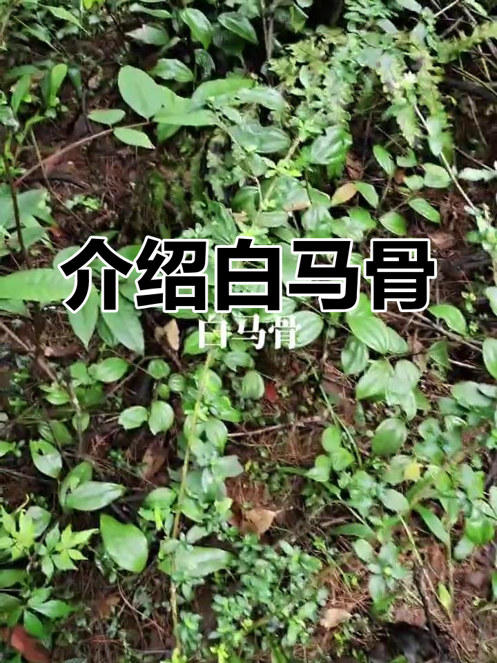 白马骨与农村草药