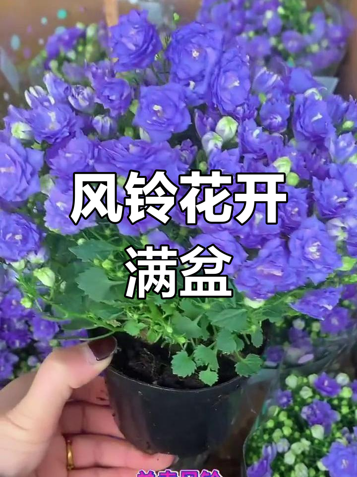 丹麦风铃花几月开花图片