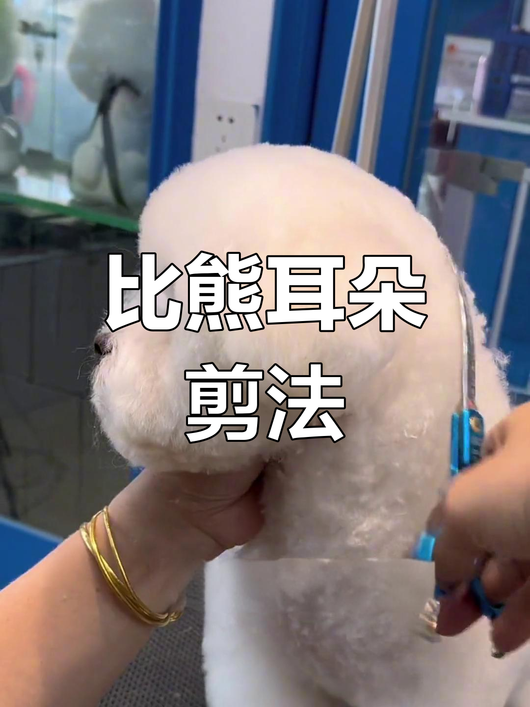 教你修剪比熊小汤圆耳,轻松学会