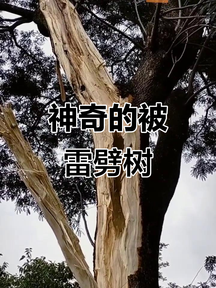 被雷劈的神奇树,东台醋儿二十年记忆