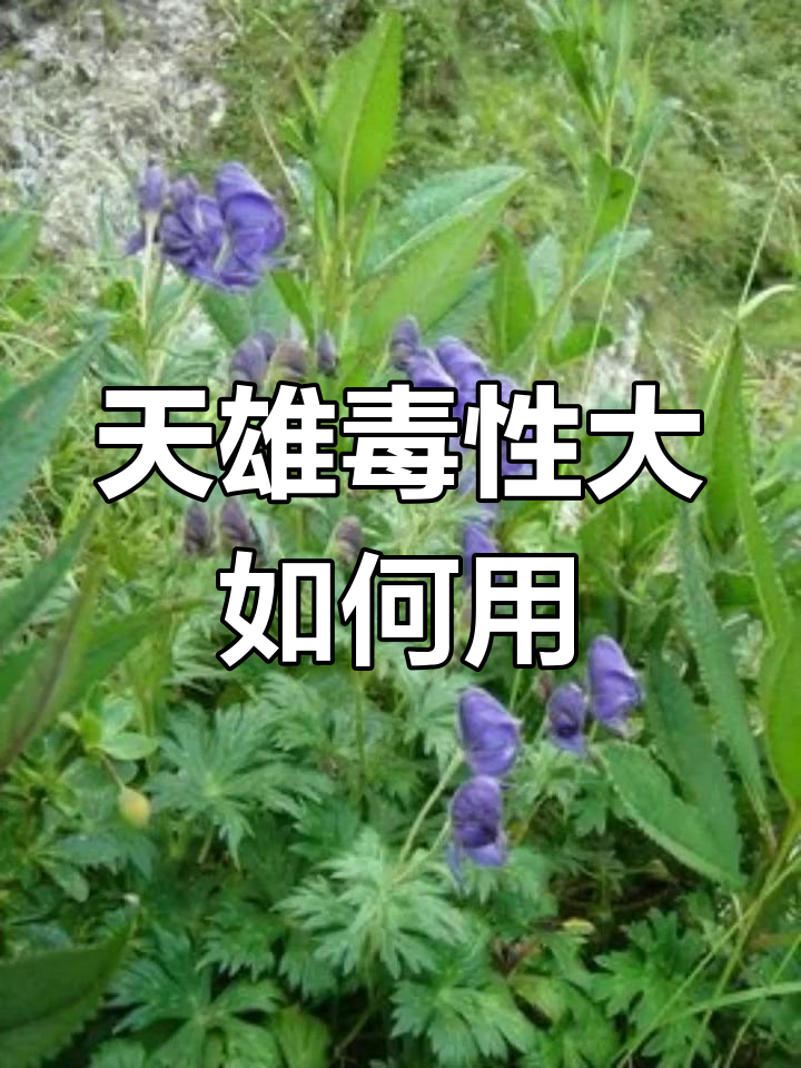 回阳救逆的毒药:天雄的药效与风险