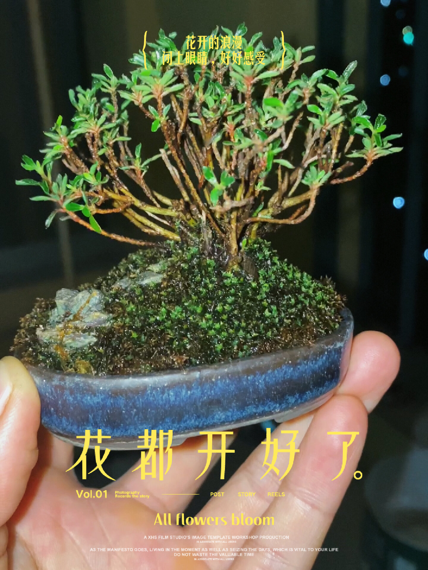 早乙女小町,直接最小杜鹃,赋石微盆景