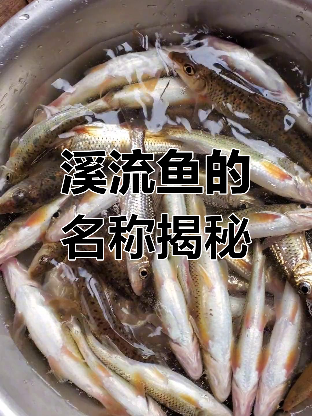 溪流中的这种鱼,你们叫它什么?