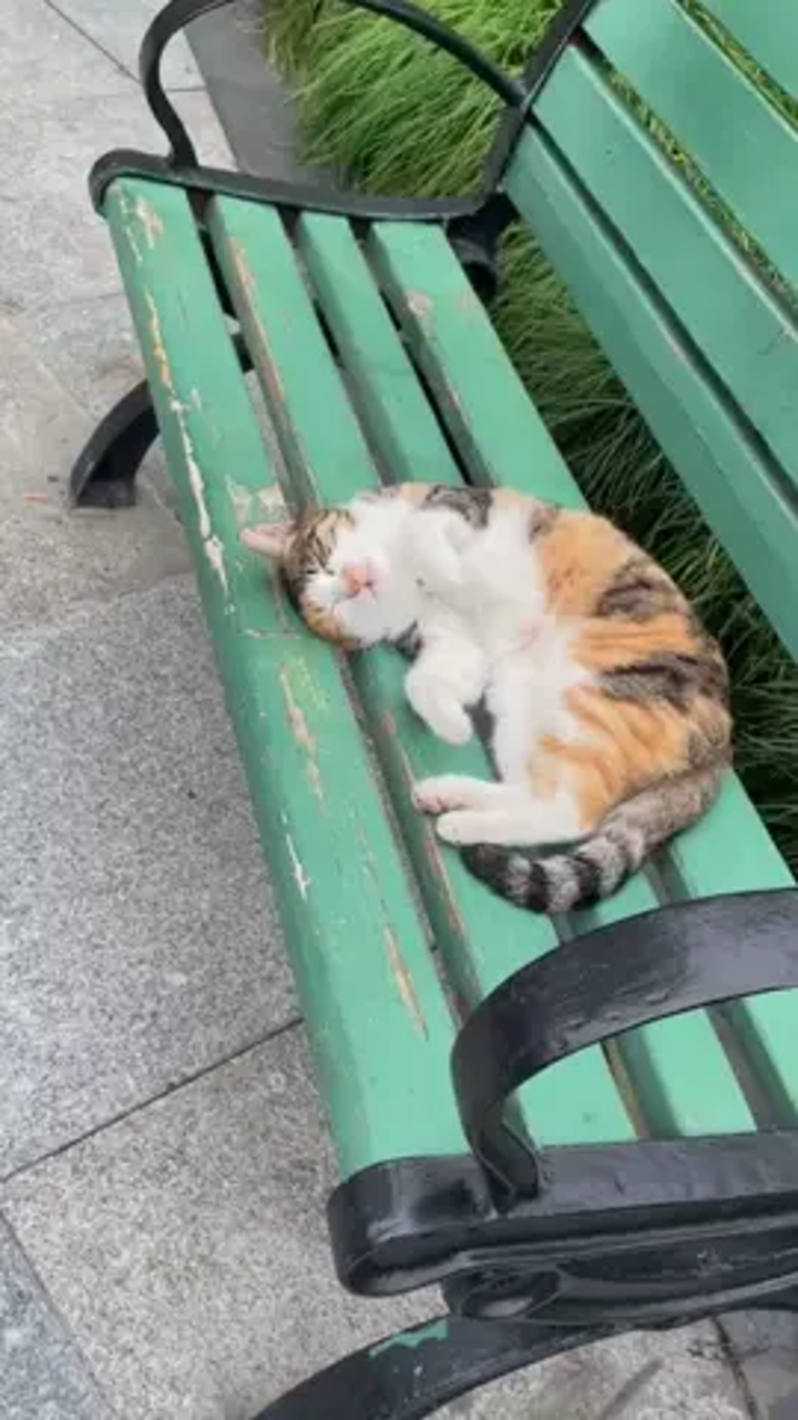 今天和孩子去公园跑步,遇见一只躺着椅子上睡觉的小猫咪