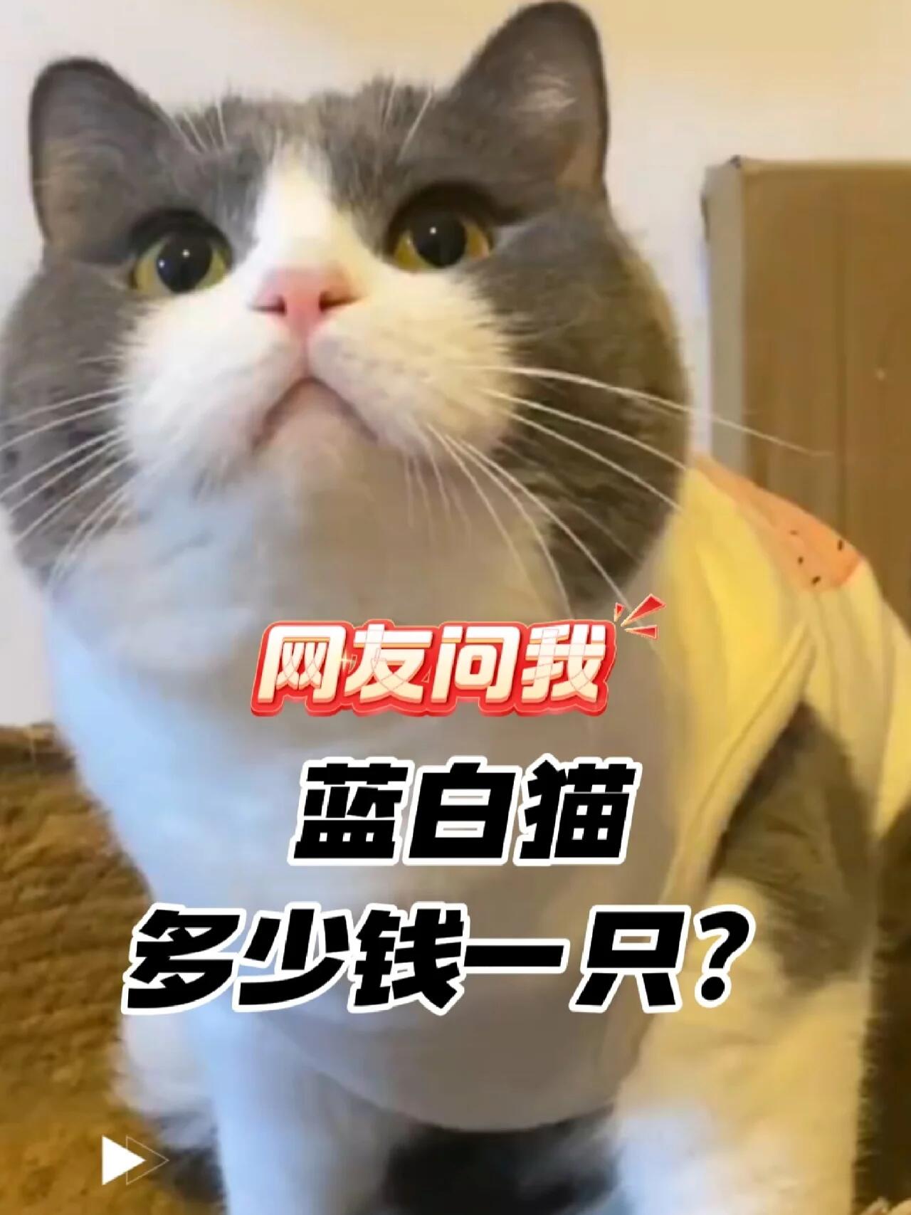 蓝白猫多少钱一只?