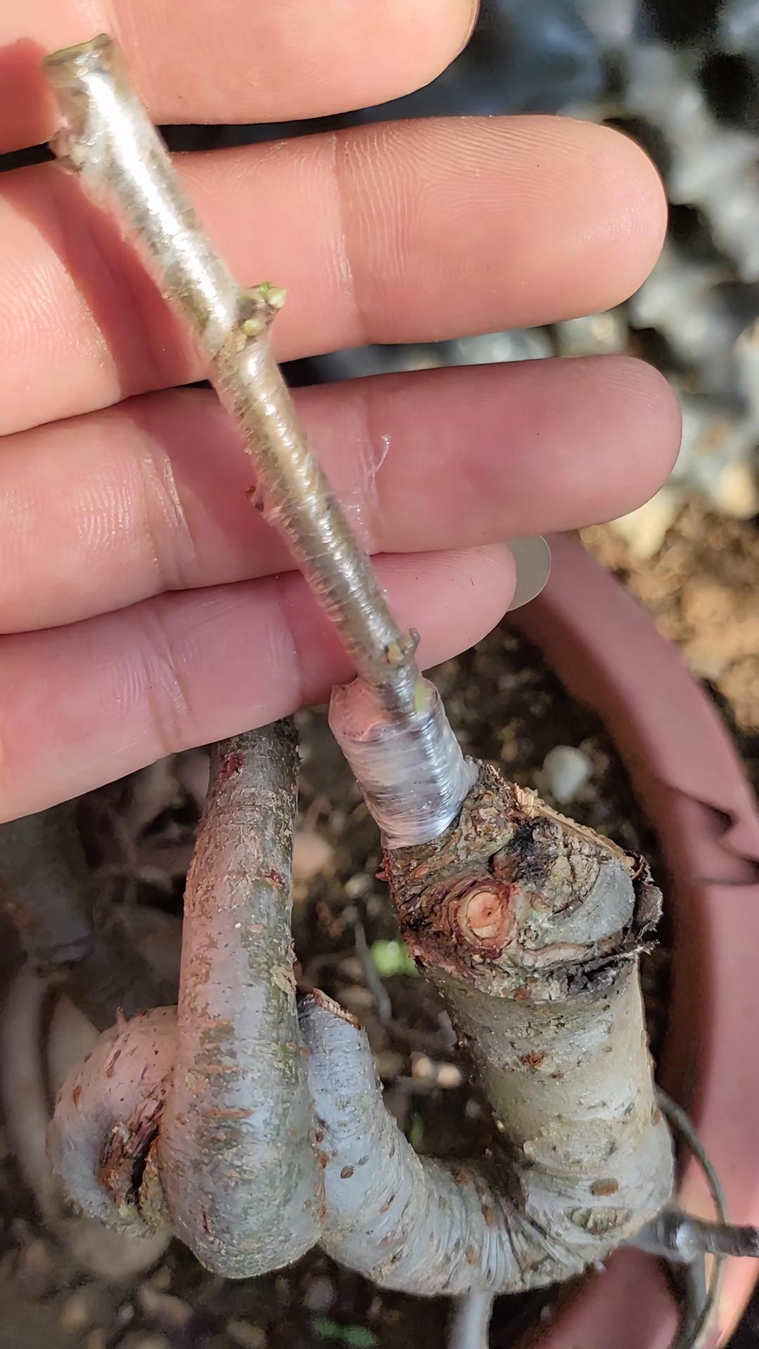 网上学习的嫁接榆树方法成活率提高了一大截榆树嫁接盆景园艺花卉