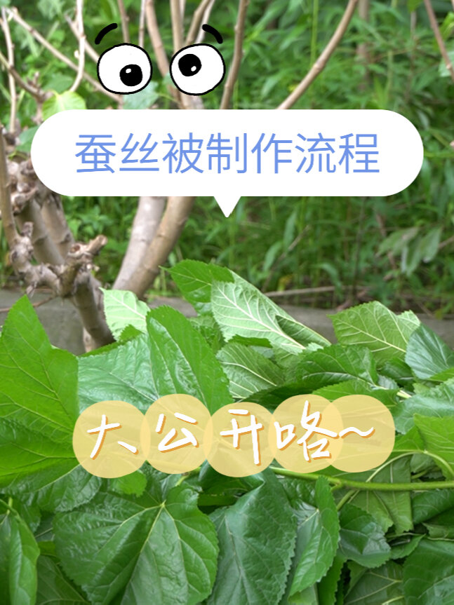 耗时两周!你要的蚕丝被制作全过程大公开咯