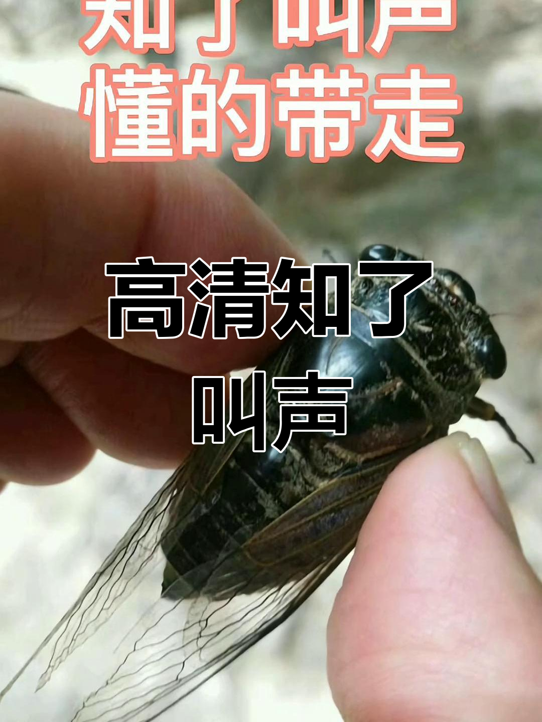 知了鸣叫高清音频,带你进入夏日之声