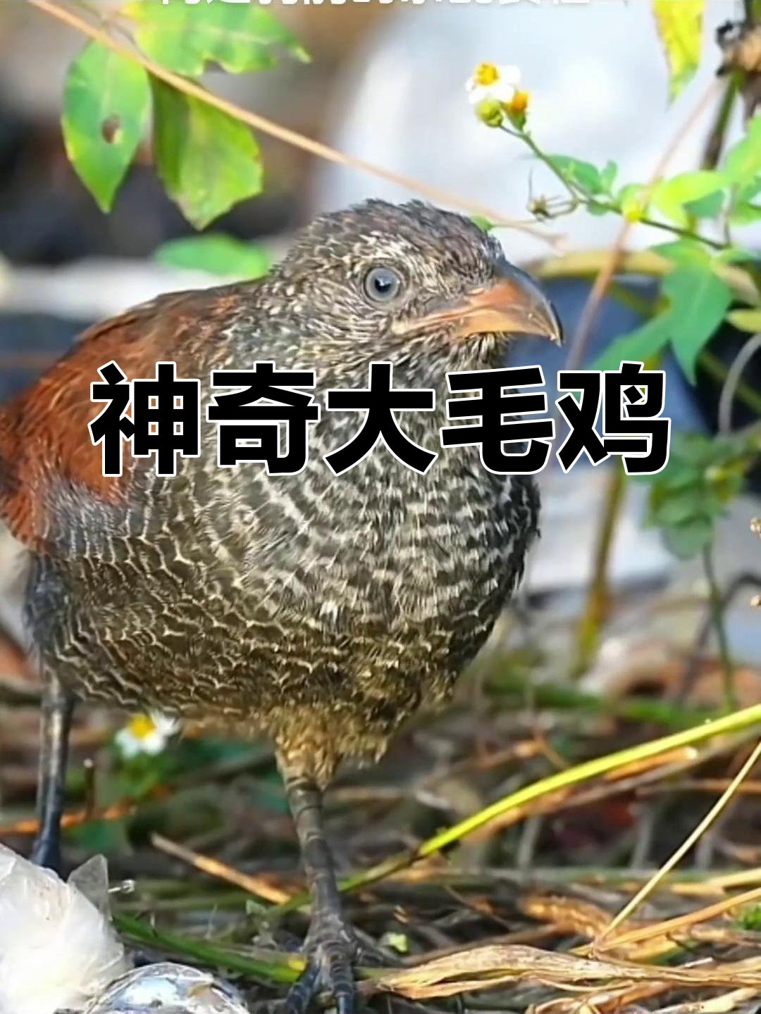 大毛鸡:捕食毒蛇,隐藏高手的丛林生活