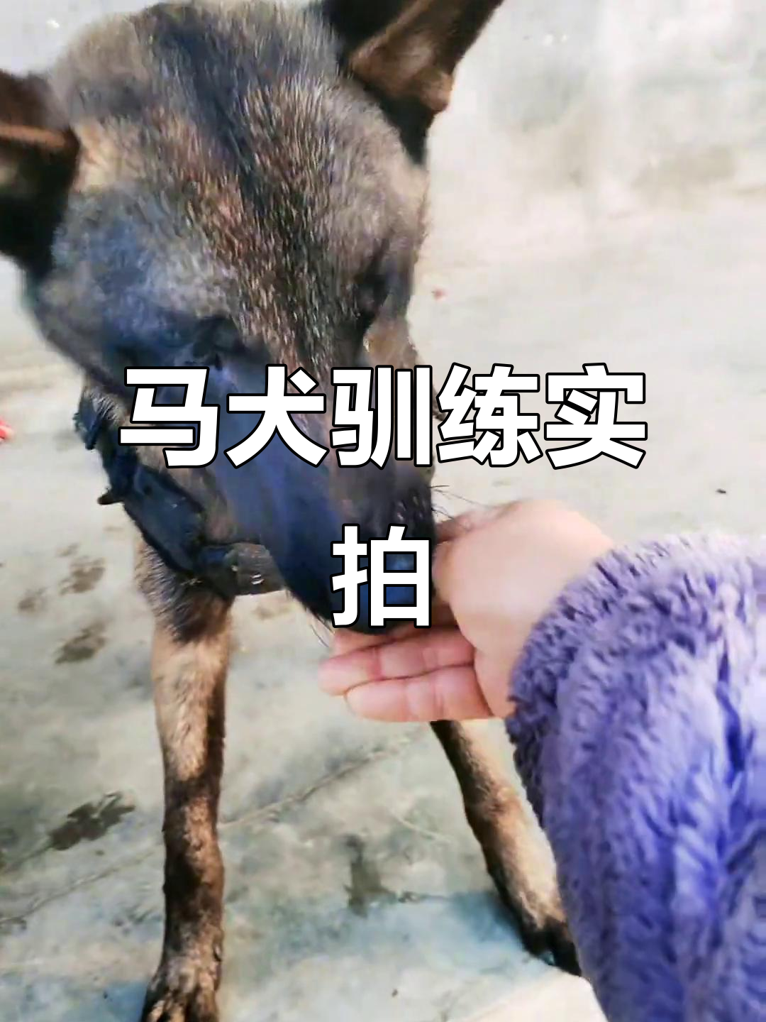 耐心训练马犬,轻松学会各种技能