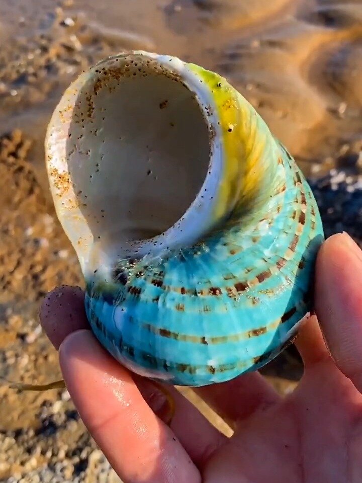 赶海捡到漂亮的海螺壳来一波