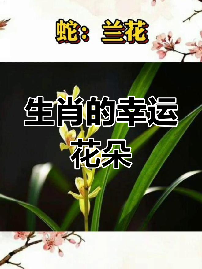 12生肖各属代表花