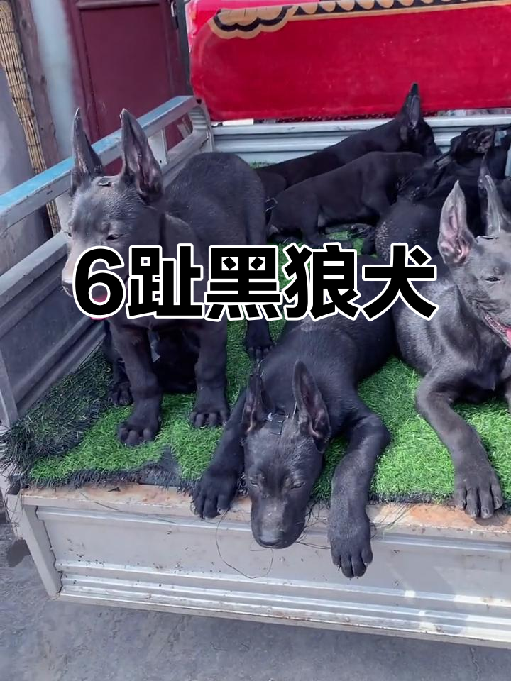 黑狼犬6趾魅力,体重超百斤,你喜欢吗?